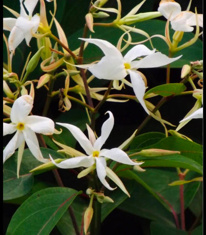 Bees Plant Hub Aganosma Dichotoma / Malati Lata creeper Flowering Live Plant
