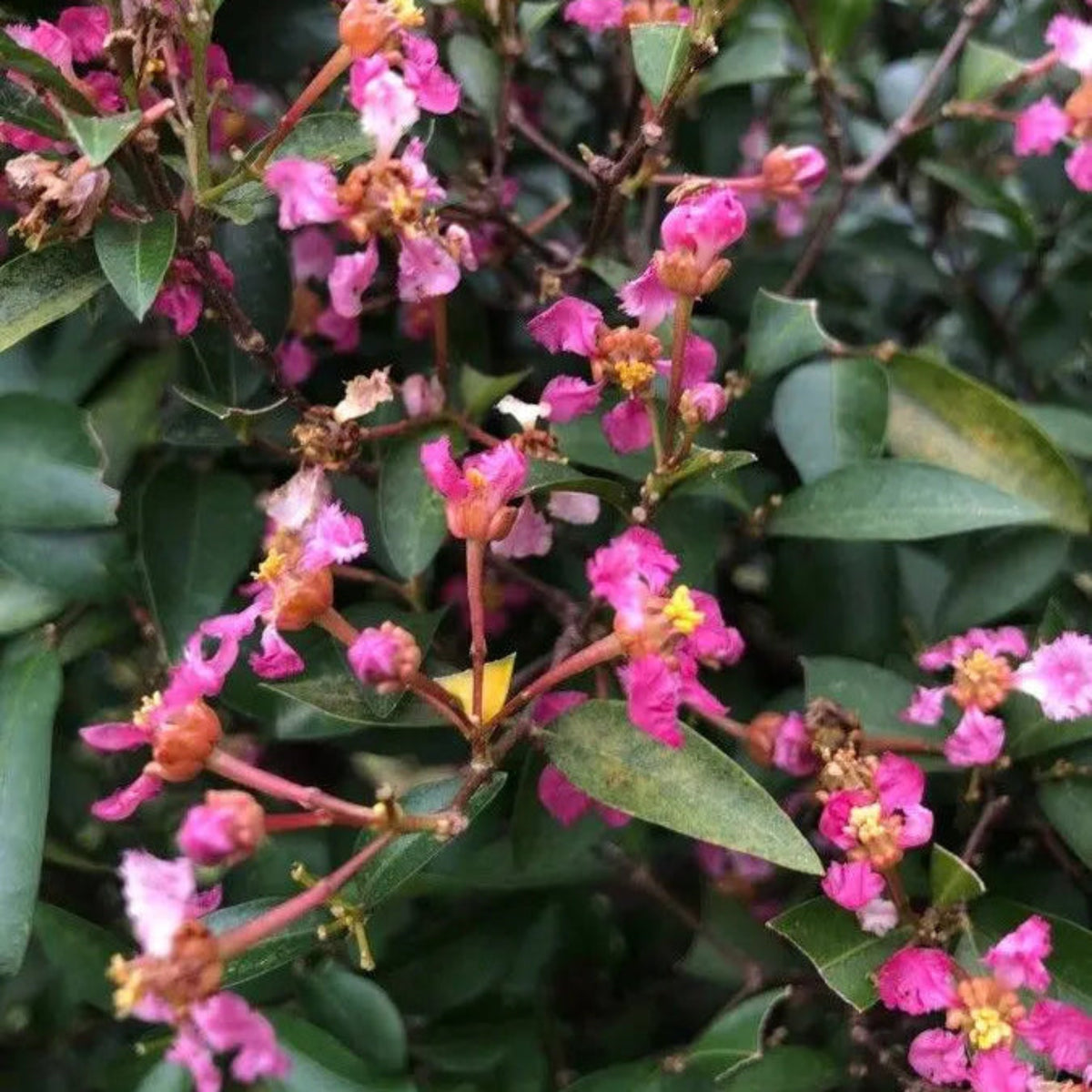 Bees Plant Hub Malpighia Glabra Pink Flowering Live Plant
