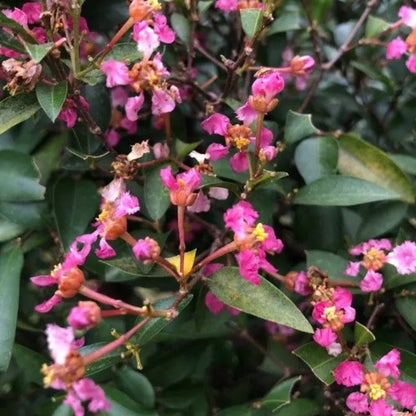 Bees Plant Hub Malpighia Glabra Pink Flowering Live Plant