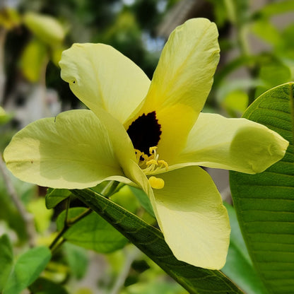 Bees Plant Hub Mandaram Yellow (Bauhinia tomentosa) Rare Flowering Live Plant