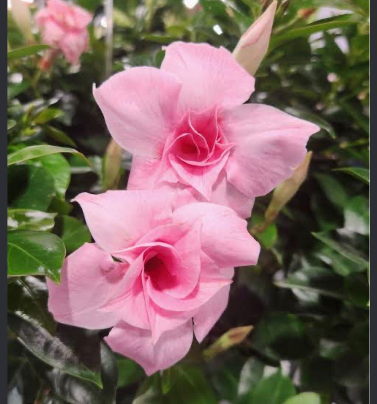 Bees Plant Hub Pink Multipetal Mandevilla / Rocktrumpet Flowering Live Plant