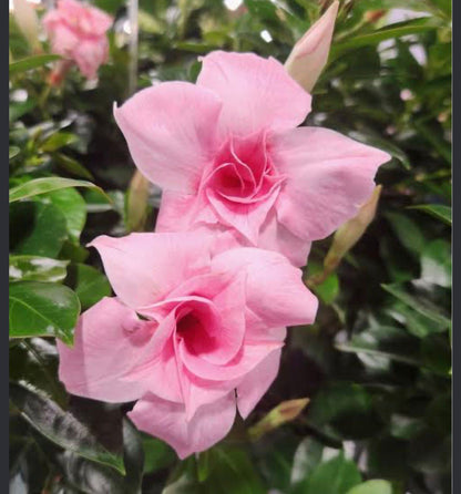 Bees Plant Hub Pink Multipetal Mandevilla / Rocktrumpet Flowering Live Plant