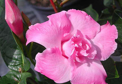 Bees Plant Hub Pink Multipetal Mandevilla / Rocktrumpet Flowering Live Plant