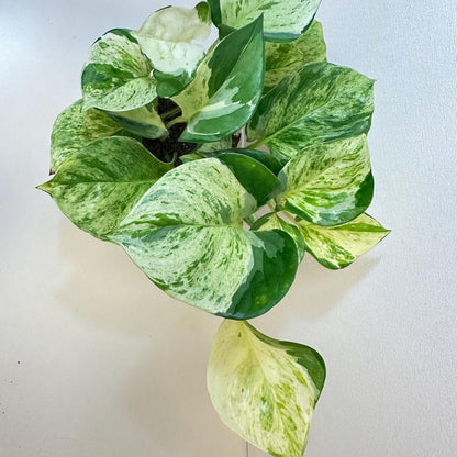 Bees Plant Hub Manjula Pothos / Happy Leaf Pothos Indoor Live Plant