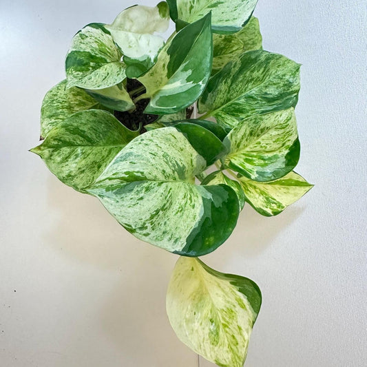 Bees Plant Hub Manjula Pothos / Happy Leaf Pothos Indoor Live Plant