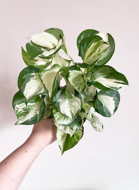 Bees Plant Hub Manjula Pothos / Happy Leaf Pothos Indoor Live Plant