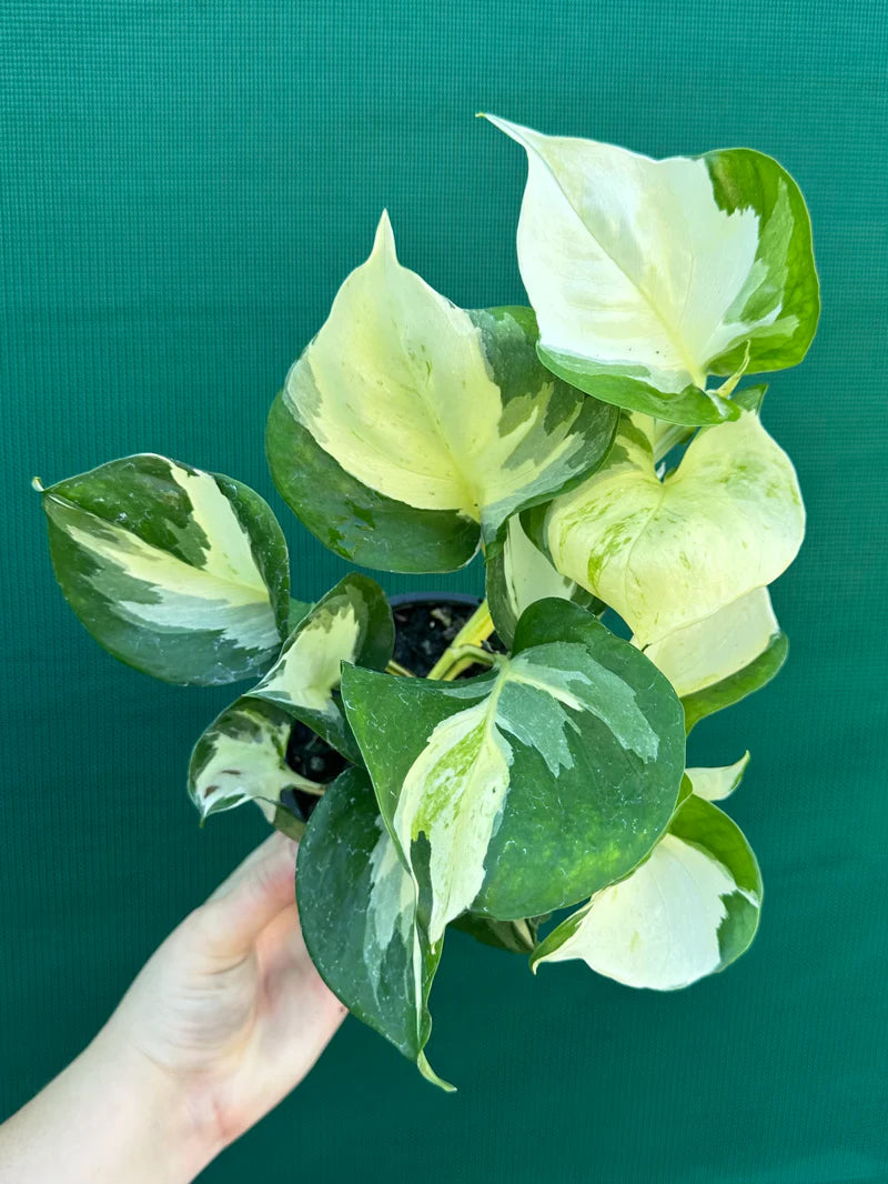 Bees Plant Hub Manjula Pothos / Happy Leaf Pothos Indoor Live Plant