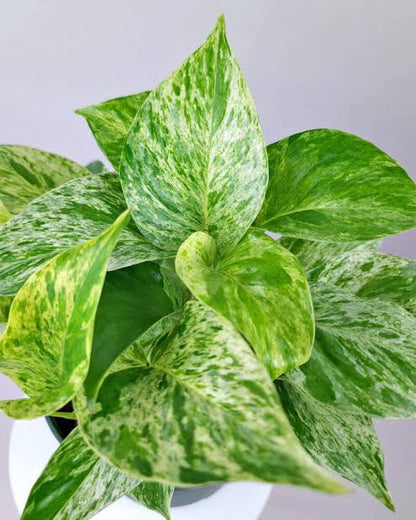 Bees Plant Hub Marble Pothos | Indoor Plant