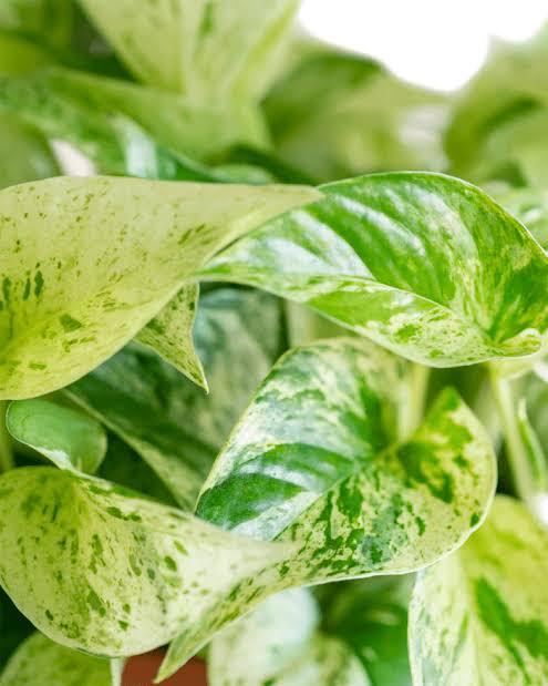 Bees Plant Hub Marble Pothos | Indoor Plant