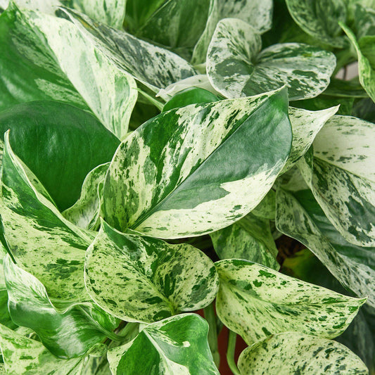 Bees Plant Hub Marble Pothos | Indoor Plant