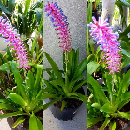 Bees Plant Hub Matchstick Airplant / Bromeliad (Aechmea cylindrata) Rare All Time Flowering Live Plant