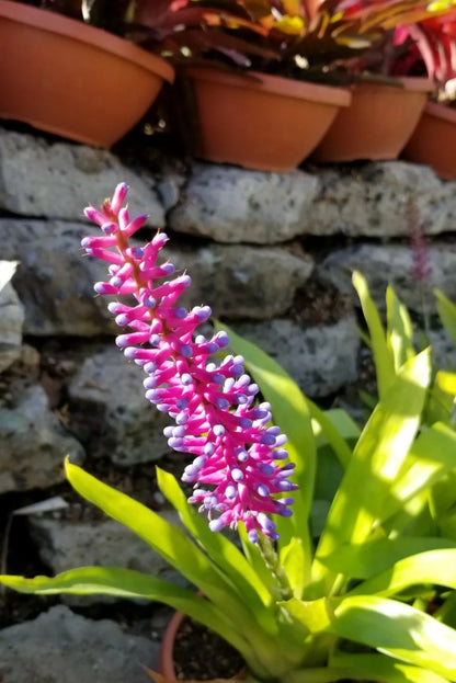 Bees Plant Hub Matchstick Airplant / Bromeliad (Aechmea cylindrata) Rare All Time Flowering Live Plant