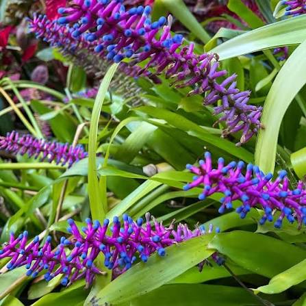 Bees Plant Hub Matchstick Airplant / Bromeliad (Aechmea cylindrata) Rare All Time Flowering Live Plant