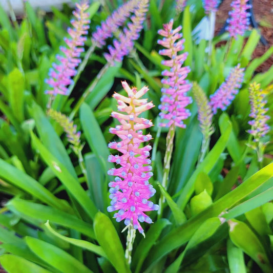 Bees Plant Hub Matchstick Airplant / Bromeliad (Aechmea cylindrata) Rare All Time Flowering Live Plant