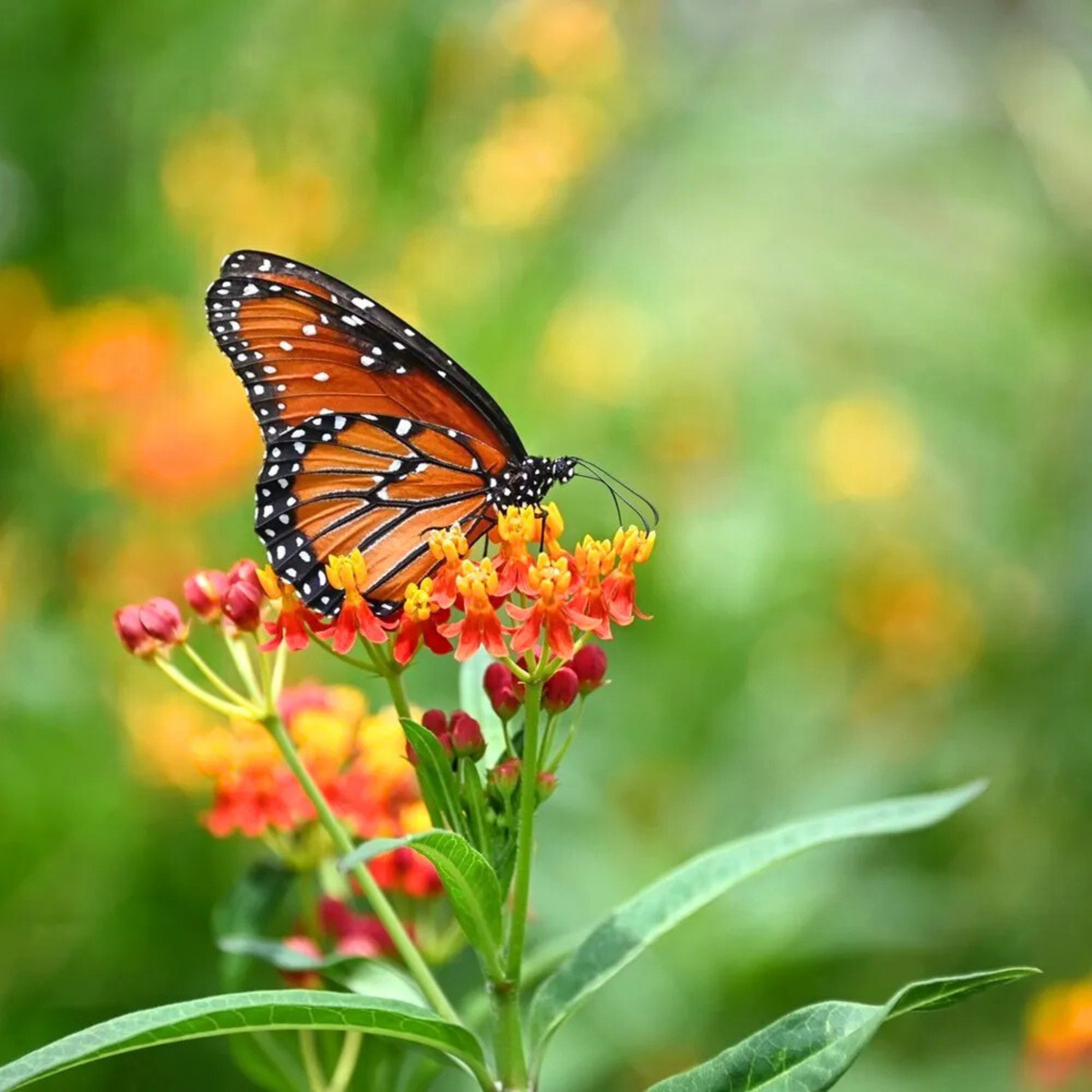 Bees Plant Hub Mexican Butterfly Weed (Asclepias curassavica) Rare Flowering Live Plant