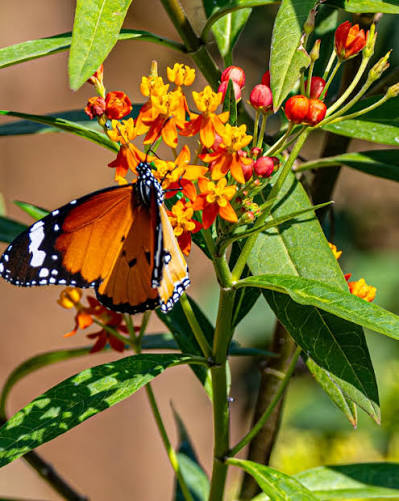 Bees Plant Hub Mexican Butterfly Weed (Asclepias curassavica) Rare Flowering Live Plant