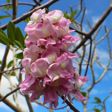 Bees Plant Hub Mexican Lilac (Gliricidia sepium) Rare Flowering Live Plant
