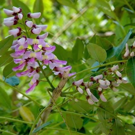 Bees Plant Hub Mexican Lilac (Gliricidia sepium) Rare Flowering Live Plant