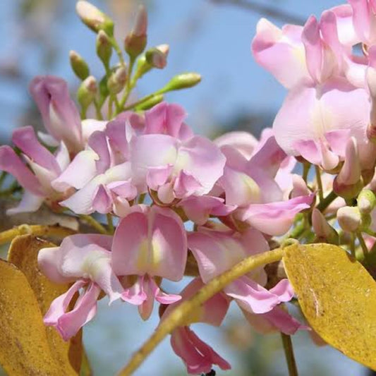 Bees Plant Hub Mexican Lilac (Gliricidia sepium) Rare Flowering Live Plant