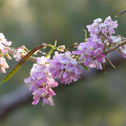 Bees Plant Hub Mexican Lilac (Gliricidia sepium) Rare Flowering Live Plant