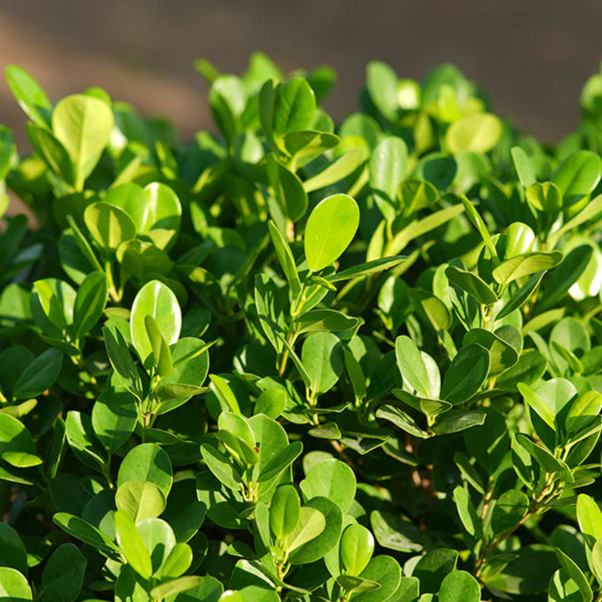 Bees Plant Hub Ficus microcarpa | Indoor Plant