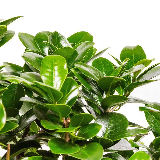 Bees Plant Hub Ficus microcarpa | Indoor Plant