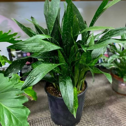 Bees Plant Hub Milky Way Green | Indoor Plant
