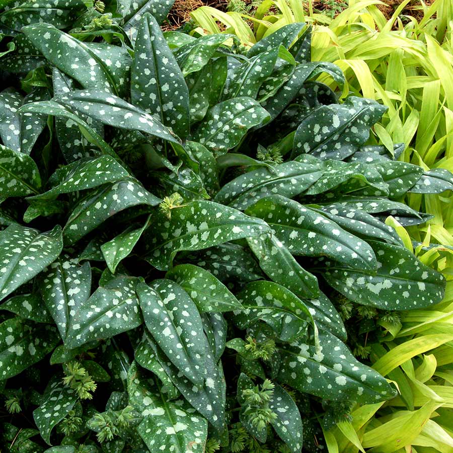 Bees Plant Hub Milky Way Green | Indoor Plant