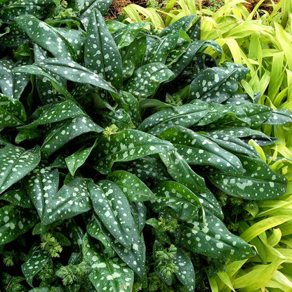 Bees Plant Hub Milky Way Green | Indoor Plant