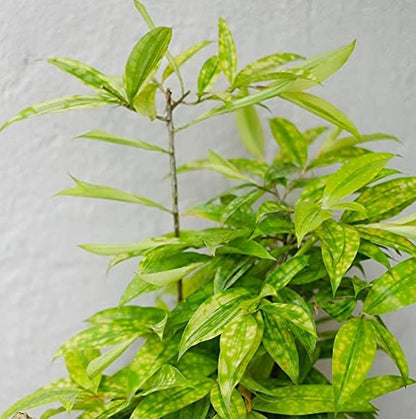 Bees Plant Hub Milky Way Yellow | Indoor Plant
