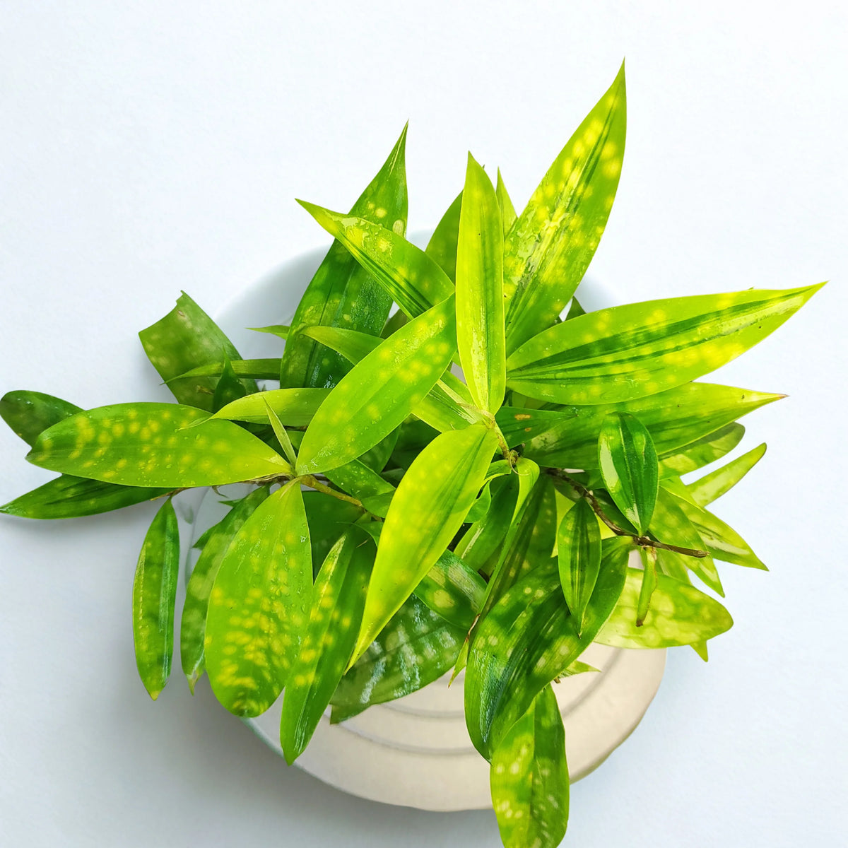Bees Plant Hub Milky Way Yellow | Indoor Plant