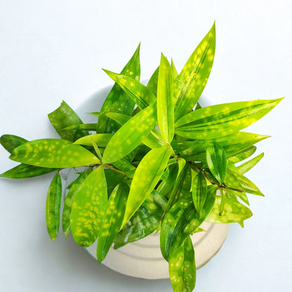 Bees Plant Hub Milky Way Yellow | Indoor Plant