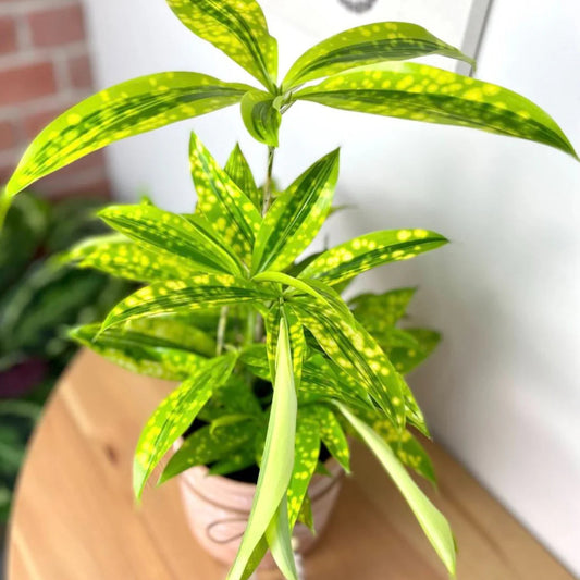 Bees Plant Hub Milky Way Yellow | Indoor Plant