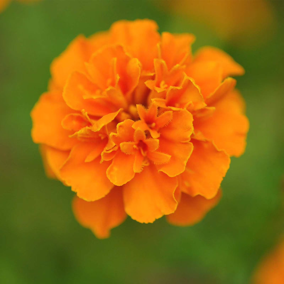 Bees Plant Hub Miniature Orange Marigold All Time Flowering Live Plant
