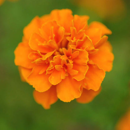 Bees Plant Hub Miniature Orange Marigold All Time Flowering Live Plant