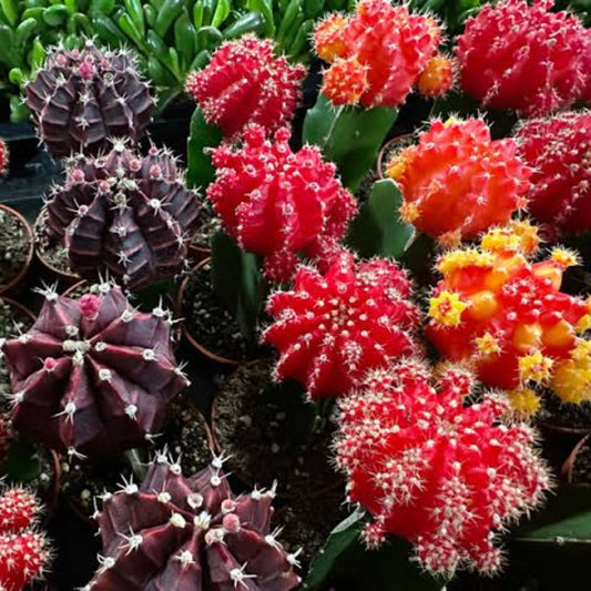 Bees Plant Hub Moon Cactus Red (Gymnocalycium mihanovichii) Grafted Live Plant