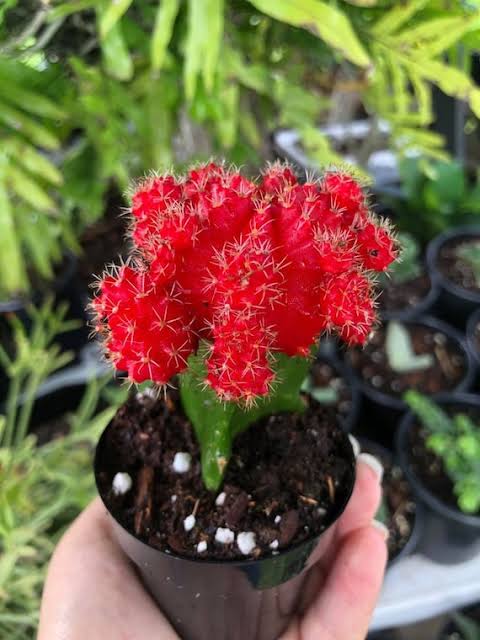 Bees Plant Hub Moon Cactus Red (Gymnocalycium mihanovichii) Grafted Live Plant