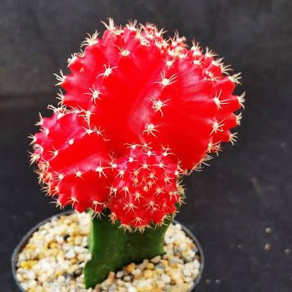 Bees Plant Hub Moon Cactus Red (Gymnocalycium mihanovichii) Grafted Live Plant