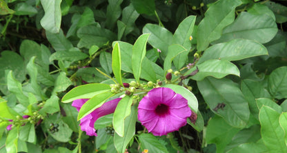 Bees Plant Hub Argyreia Cuneata / Purple Morning Glory Creeper Flowering Live Plant