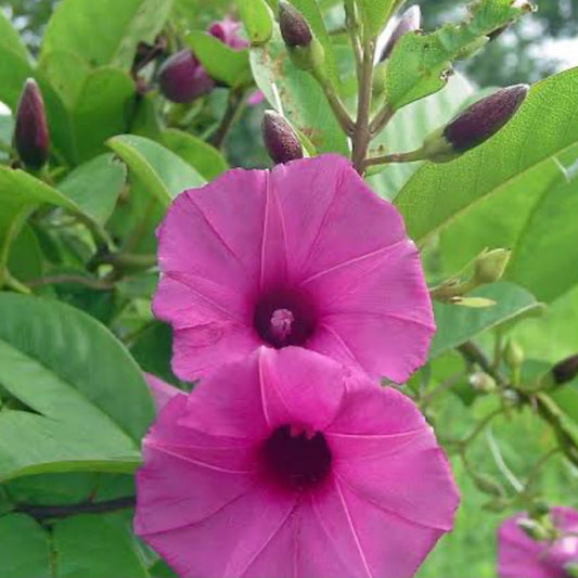 Bees Plant Hub Argyreia Cuneata / Purple Morning Glory Creeper Flowering Live Plant