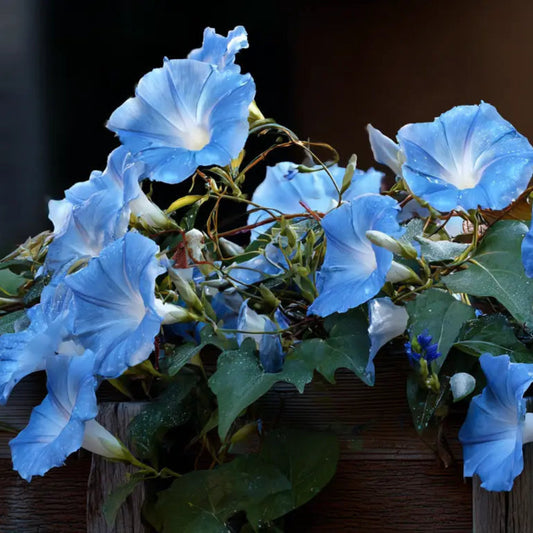 Bees Plant Hub Sky Blue Morning Glory (Ipomoea) All Time Flowering Live Plant