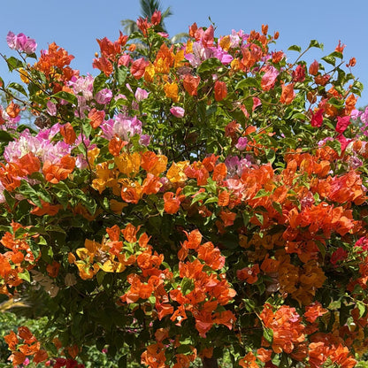 Bees Plant Hub Bougainvillea Multi Graft (Paper Flower) Rare Flowering Live Plant