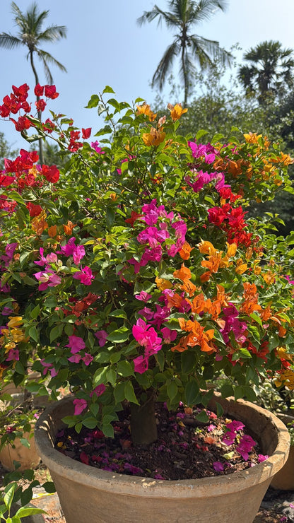 Bees Plant Hub Bougainvillea Multi Graft (Paper Flower) Rare Flowering Live Plant