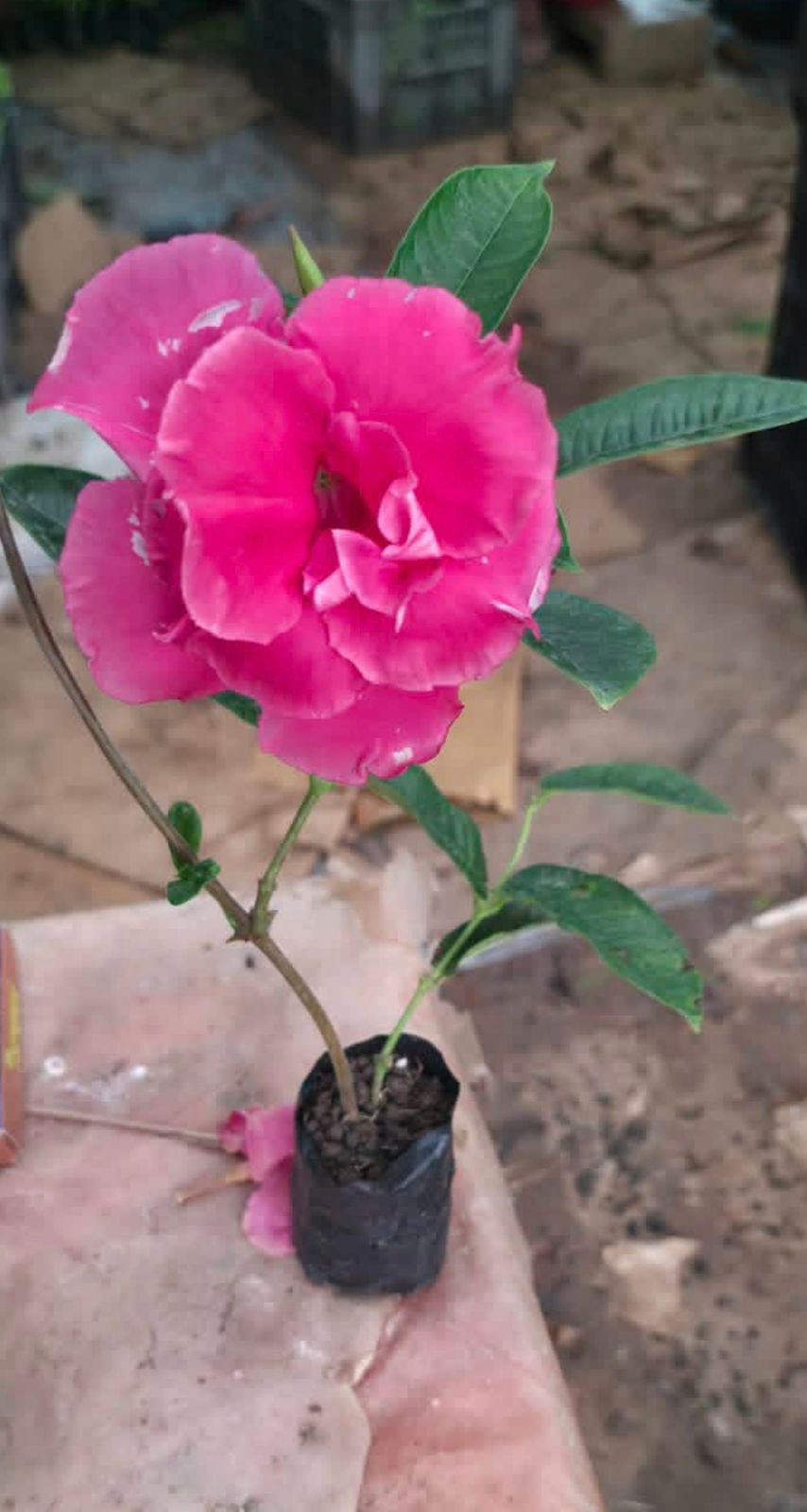 Bees Plant Hub Pink Multipetal Mandevilla / Rocktrumpet Flowering Live Plant