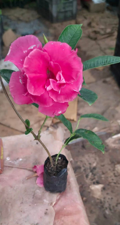 Bees Plant Hub Pink Multipetal Mandevilla / Rocktrumpet Flowering Live Plant