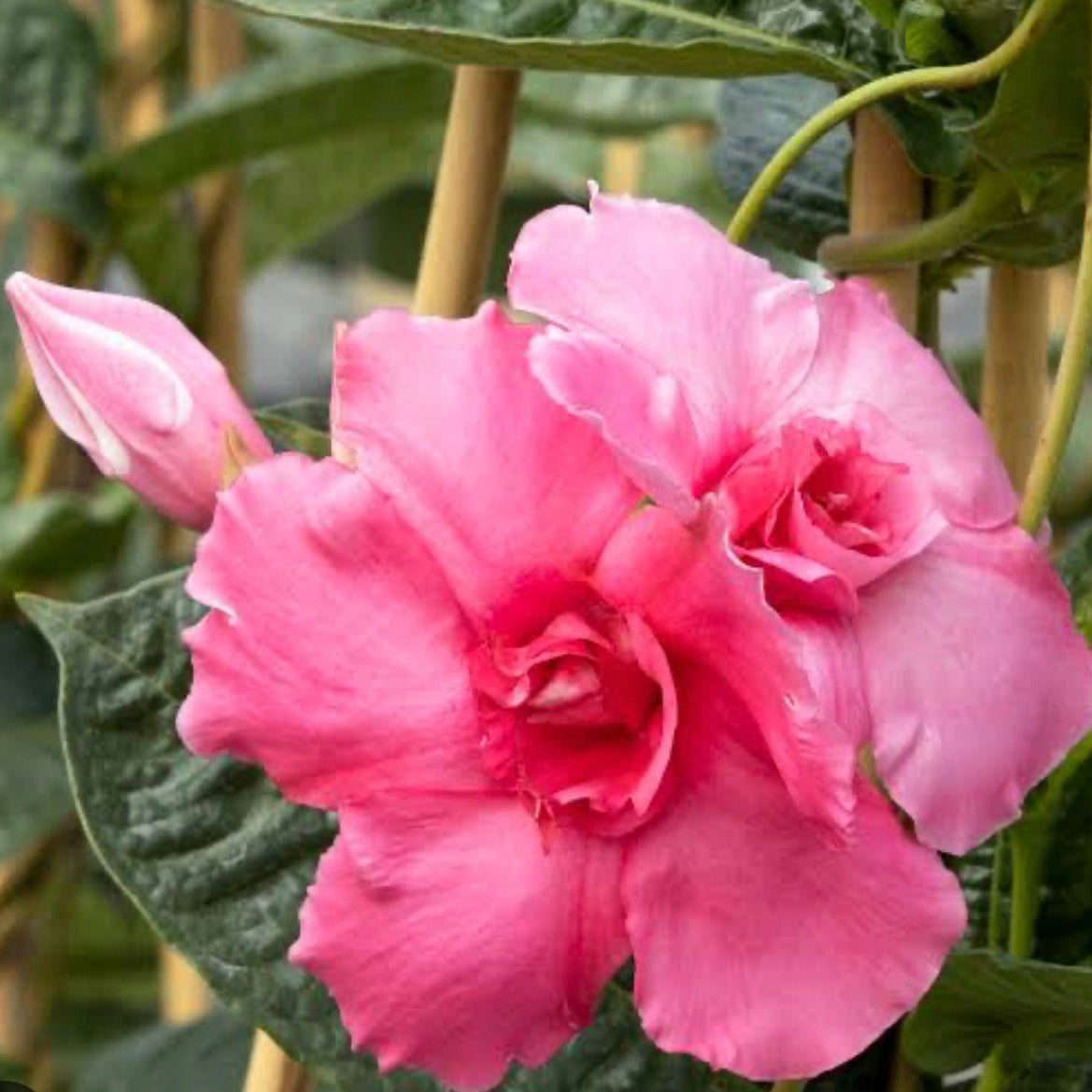 Bees Plant Hub Pink Multipetal Mandevilla / Rocktrumpet Flowering Live Plant