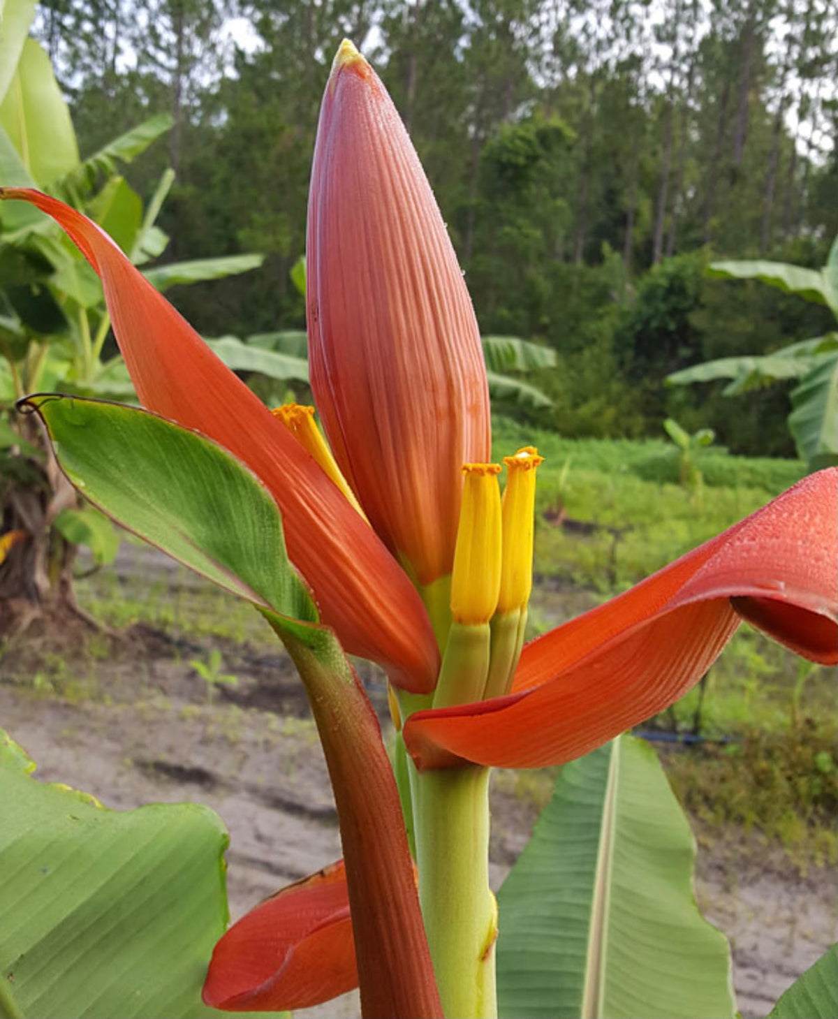 Bees Plant Hub Musa Ornata (Orange Banana) Rare Live Plant