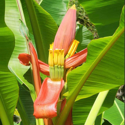 Bees Plant Hub Musa Ornata (Orange Banana) Rare Live Plant