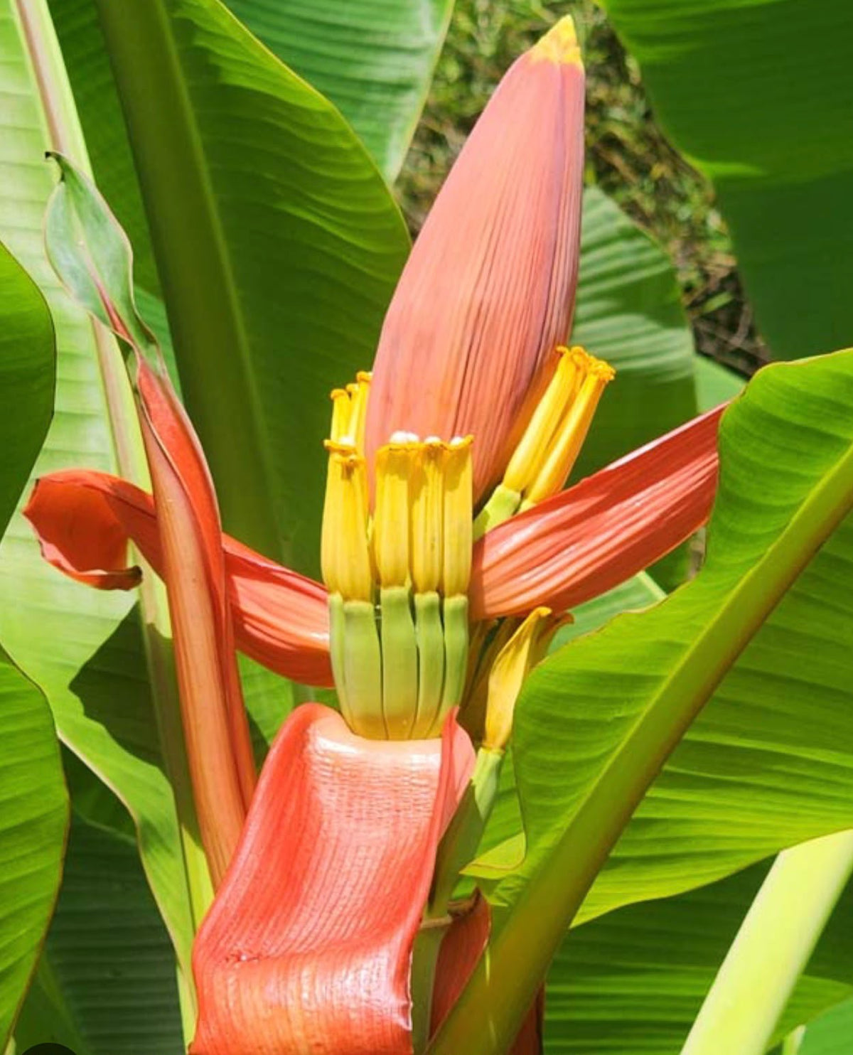 Bees Plant Hub Musa Ornata (Orange Banana) Rare Live Plant