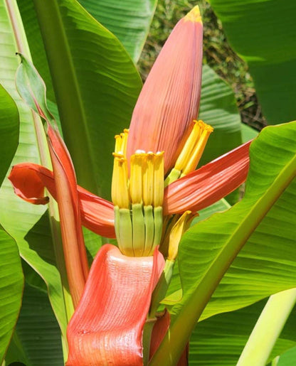 Bees Plant Hub Musa Ornata (Orange Banana) Rare Live Plant